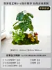 Musgo para Paisajismo de Plantas Verdes Plantas Artificiales Decoración Flores Artificiales Combinación Tropical para Interiores Paisaje de Ventana Persa Arreglo de Césped