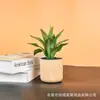 Maceta de Plástico Estilo Nórdico Imitación Mármol y Madera con Plato, Disponible en Múltiples Colores, Adecuada para Decoración de Escritorio con Suculentas y Plantas Verdes