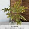 Bambú Nandina Artificial Decoración del Hogar Proyecto de Arte Floral Exhibición de Ventana Plantas Verdes Hojas de Madera Pintada Boda Bambú Nandina