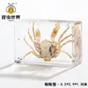 Artesanías de especímenes, insectos reales, escarabajo ciervo, escorpión, escarabajo, araña, regalos de enseñanza de ciencias biológicas, adornos de resina