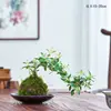 Nueva planta en maceta combinada estilo chino de jade musgo con cuentas de arroz y árbol del dinero, adecuada para mesa de interior, sala de té, oficina, fácil de cuidar y mantener.