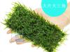 Musgo real plantas aquáticas atacado tanque de peixes paisagismo plantas aquáticas lágrimas de chama viva Cristal pequeno triângulo grande triângulo cauda de fênix Musgo