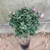 Mudas de Camélia com Botões de Flor São Enviadas, Plantas em Vasos com Flores Perfumadas, Camélia de Todas as Estações, Mudas de Flores Fáceis de Cultivar, Plantas Verdes Resistentes e Fáceis de Manter