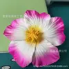 Venta al por mayor de fábrica Pasador de pelo con flor de hibisco simulada de EVA Tocado Plumeria Flor Colorida Viaje Ropa de baño Playa Foto