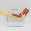 Modelo de Osso do Membro Superior do Esqueleto Humano com Nervo e Músculo 1:1 Modelo de Articulação da Mão do Membro Superior Pode Ser Dobrado
