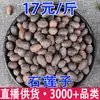 Semillas de Loto de Piedra, Semillas de Loto de Piedra, Loto de Piedra Dulce, Carne de Loto de Piedra al por Mayor y Entrega