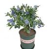 Plántulas de Fruta de Arándano Perla Negra, Siembra en Tierra de Patio, Plantas en Maceta para Balcón, Plántulas del Norte y Sur con Bolsas de Tierra, Siembra en Vivo y Frutificación en el Mismo Año