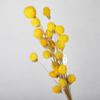 Livro Vermelho Pequeno Mesmo Estilo Morango Fruta Eterna Flores Secas Reais DIY Materiais de Flores Flores Coladas Artesanais em Estoque Fruta Morango Seca