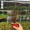 Grama Selvagem de Montanha Japonesa Grama de Tordo Micro Vasos Bonsai de Grama Selvagem de Montanha Enviado com Vaso