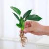 Rabanete Verde Grande Envasado Diamante Dourado Princesa Verde Cesto Planta Hidropônica Flor de Interior Planta Verde Sala de Estar Casa Nova Absorve Formaldeído