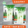 Semillas de Perejil Pequeño de Jaspe al por Mayor, Semillas de Apio Pequeño, Crecimiento de Apio de Agua, Siembra Rápida de Semillas de Verduras en Todas las Estaciones
