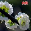 Jardín de Flores para Dropshipping, Wintersweet, Ciruela Roja, Ciruela Negra, Ciruela Verde, Ciruela Blanca, Brote de Wintersweet Corazón Liso, Maceta de Flor de Ciruelo