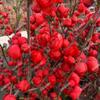 Las Diez Flores Famosas de China Flor de Begonia Maceta Pila Vieja Planta Resistente al Frío Flor Perezosa Fácil de Cultivar Próspera Casa Todo el Año Begonia