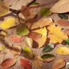 Cinta de Día Hermoso: Hojas de la Serie Champs-Elysees Diario Creativo de Plantas Pegatinas Decorativas DIY, 8 Diseños