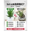 Planta de Aloe Vera en Maceta para Interiores Eliminación de Formaldehído Purificador de Aire Planta para Escritorio de Oficina Cactus Suculenta Fácil de Cultivar Flores en Todas las Estaciones