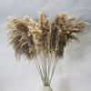 Atacado de fábrica Pó de flor seca de junco pó flor eterna grama cauda de cachorro junco pequeno espiga de trigo grama cauda de coelho Amazon cross-border