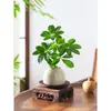 Bonsai das Oito Direções da Riqueza: Planta em Vaso Madeira Pata de Pato para Hidroponia, Verde para Mesa de Escritório, Sala de Estar, Fácil de Cuidar em Todas as Estações