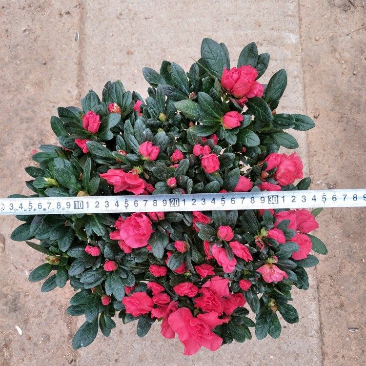 直径40cm.jpg