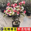 Mudas de Árvore Flor de Begônia em Vaso, Bonsai de Tronco Velho com Flores Duplas, Fácil de Cuidar o Ano Todo, Floresce na Primavera, Planta Verde Resistente para o Jardim