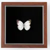 Ornamento de Inseto Borboleta Cauda de Andorinha Esmeralda com Faixa Verde Raro e Precioso, Modelo 3D, Presente de Aniversário para Amigos, Quadro de Espécime de Borboleta