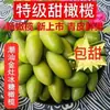 Jinzao Doce Açúcar Especialidade Azeitonas Frescas Colhidas Fruta Verde Fresca Não. 2, Frutas de Chaoshan para Grávidas, Podem Ser Consumidas Cruas Sem Resíduos