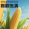 Fertilizante foliar de maíz, barra dorada, elemento expandido, raíz fuerte, plántula fuerte, resistencia al acame, grano alargado, grano lleno, aumento de rendimiento, aumento de ingresos