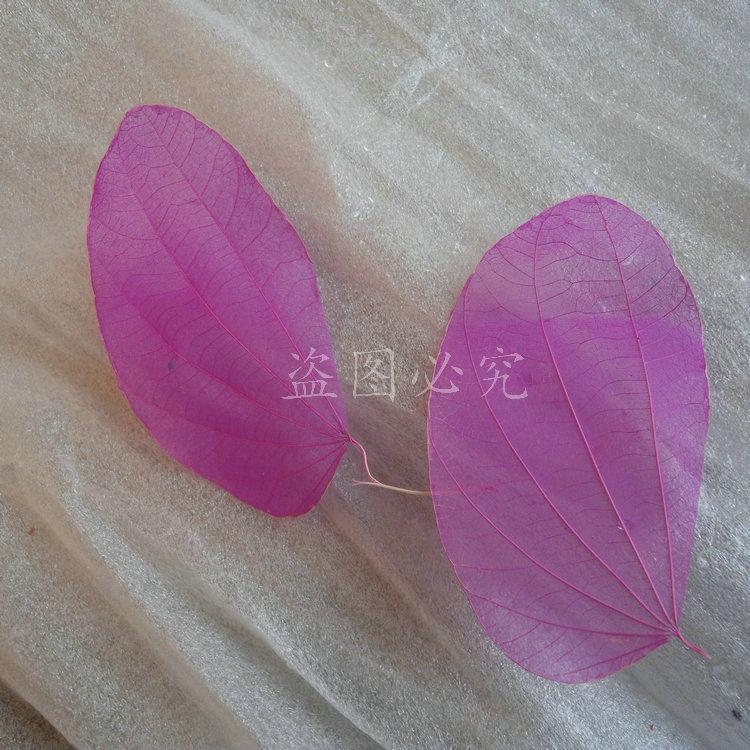 A002紫荆叶脉 (3)