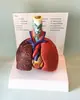 Modelo do corpo humano da garganta, coração, pulmões e linfonodos, usado para o ensino de cirurgia torácica; fabricante