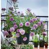 Balcón de Jugo Planta en Maceta Rosa con Capullos Florece Todo el Año Flor de Rosa Rosales Fáciles de Cultivar con Aroma Frutal