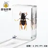 Artesanías de especímenes, insectos reales, escarabajo ciervo, escorpión, escarabajo, araña, regalos de enseñanza de ciencias biológicas, adornos de resina