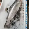 Salmón Fresco de Xinjiang Listo para Comer Sashimi Sushi Entero Filete de Trucha Arcoíris Sin Espinas Venta al por Mayor