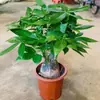 Árbol Sala de Estar Árbol Grande en Maceta Gran Inauguración de Casa Recepción Árbol del Dinero para el Hogar Oficina Plántulas de Flores