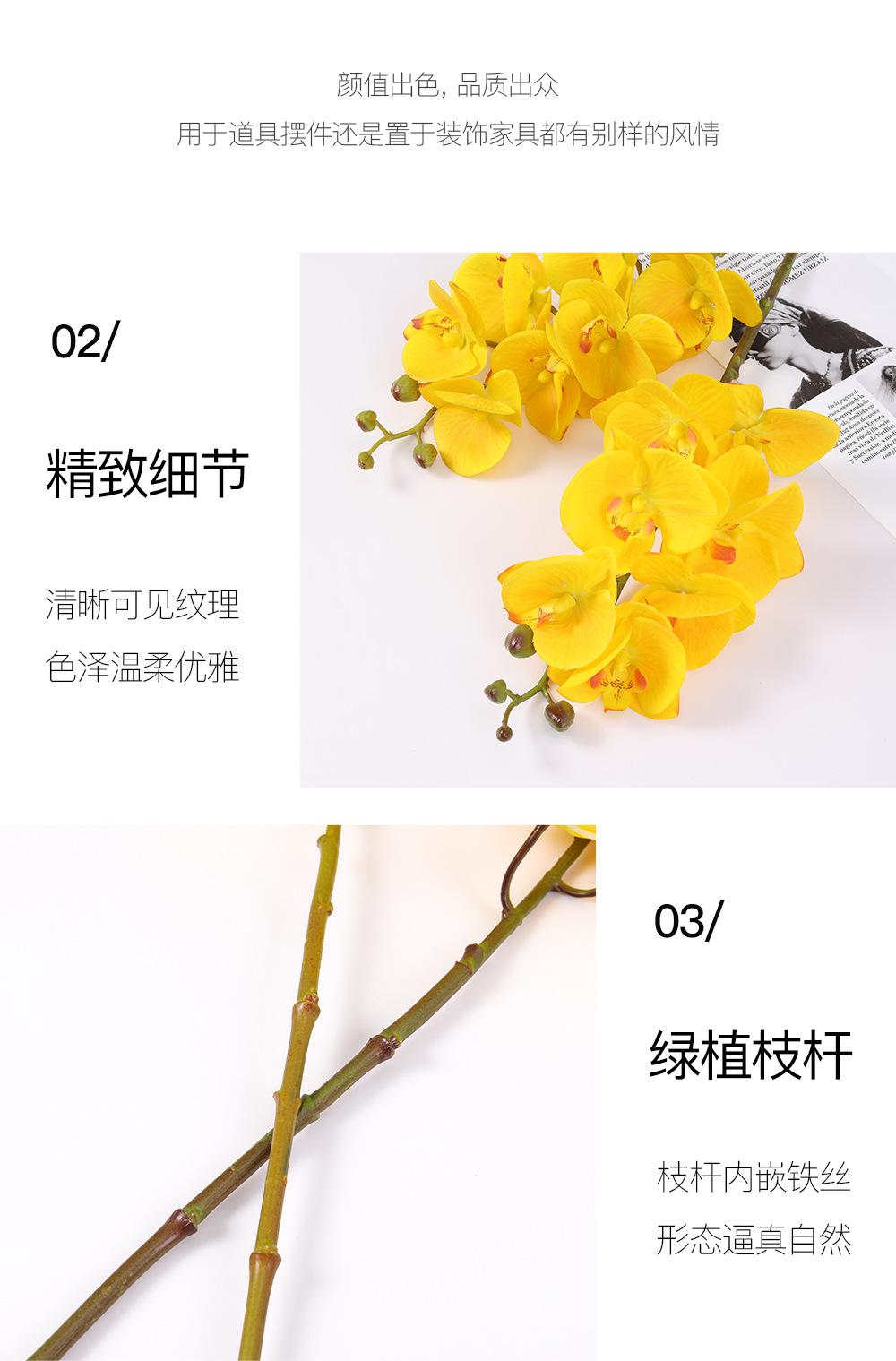 小7头蝴蝶兰详情图