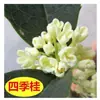 Mudas de Osmanthus São Plantadas no Solo, Árvores de Osmanthus Perenes, Osmanthus Dourado e Mudas Grandes de Osmanthus, Plantas de Quintal, Flores Fragrantes para Varanda