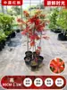 Venta al por mayor Plántulas de Arce Rojo Japonés Cuatro Estaciones Wumei Rojo Plantación en Suelo de Patio Árboles Grandes Resistentes al Frío Plantas de Forestación para Exteriores Viento