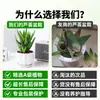 Ciudad sin Noche Planta de Aloe Vera en Maceta Planta Verde Purificadora de Aire de Interior Suculenta para Escritorio de Oficina Flor de Cuatro Estaciones Cactus Plántula de Aloe Vera
