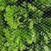Rede Anti-Pássaro para Estufa, Rede de Nylon para Morango, Rede Anti-Pássaro para Árvores Frutíferas, Rede Anti-Pássaro para Pomares, Malha de Proteção Sky Net, Cobertura Anti-Pássaro