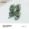 Materiais para Artesanato DIY de Flores Eternas no Atacado, Flores Secas, Frutas Secas, Rodelas de Laranja, Pinhas, Adereços para Fotografia de Flores, Materiais para Artesanato DIY de Jardim de Infância