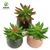 Simulación planta suculenta súper grande tamaño pequeño suculenta bonsái planta verde flor de plástico en maceta micro paisaje con pared vegetal