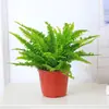 Helecho Nido de Pájaro Helecho en Maceta Planta de Interior Verde Plantas Florales Sala de Estar Oficina Escritorio Planta Novedosa Perenne Todo el Año
