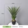 Planta Verde Simulada Pequena Planta em Vaso Suportes Orquídea Tigre Personalizada, Agave, Folha de Ninho de Pássaro, Folha de Dinheiro, Sisal de Cica