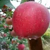 Maçãs Zhaotong de Yunnan Dropshipping Frutas Feias Produtos Frescos Sazonal Embalagem de Caixa Brix 10+ Pacote Familiar Fruta Fresca