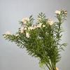 Ramo de simulación pequeña Margarita manzanilla mobiliario de sala de estar flores crisantemo silvestre flores secas falsas pequeña fresca crisantemo holandés adornos flores de seda