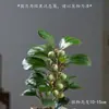 Pequeño Árbol de Tilo de la Esperanza en Maceta con Fruto Enviado Plantas Verdes de Interior Florales Sala de Estar Oficina Escritorio Adornos de la Fortuna Plantas