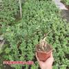 Bonsái de nieve de junio tigen de borde dorado acantilado miniatura floración árbol pequeño en maceta modelado de pila escritorio de oficina interior