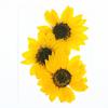 Girasol Gloria Flor Seca Material con Relieve de Girasol DIY Venta al por Mayor Espécimen de Planta Pegamento Funda de Teléfono Marcador