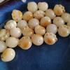 Raíz de Bodhi Natural Carbón Quemado Garra de Gato Jade Blanco Bodhi Tallado Gato de la Suerte Pulsera Cuentas Sueltas Accesorios para Joyería DIY Venta al por Mayor