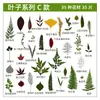 Espécimes de Plantas com Folhas Reais de Outono, Adesivos Artesanais, Flores Secas, Flores Prensadas, Pinturas Decorativas de Folhas DIY, Marcadores de Página de Plantas