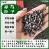 Nuevos Productos de Temporada: Semillas de Peonía Roja, Intercaladas con Plántulas de Peonía Blanca, Plántulas de Peonía Roja, Semillas de Peonía, Plántulas de Peonía Roja, Semillas de Peonía, Semillas de Peonía Blanca