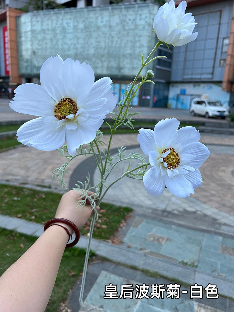 皇后波斯菊-白色